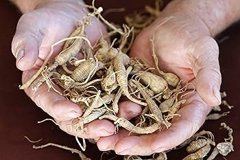 SIBERIAN GINSENG