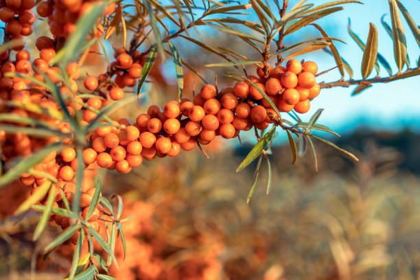 SEABUCKTHORN